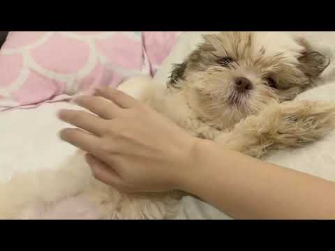 SHIH TZU - Mochie Relaxing