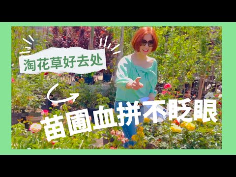 Rancho Nursery Tour Fontana：在这家苗圃血拼多肉，玫瑰也靓瞎眼（洛杉矶淘花草系列5/7/2022）