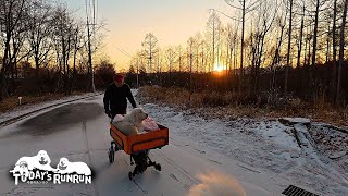 早朝の朝焼けでトワイライトなお散歩を楽しんだルンルンとアランとベルです　Great Pyrenees　グレートピレニーズ