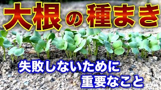 大根の種蒔き。注意点をまとめました。〜サラリーマンでも出来る家庭菜園シリーズ〜