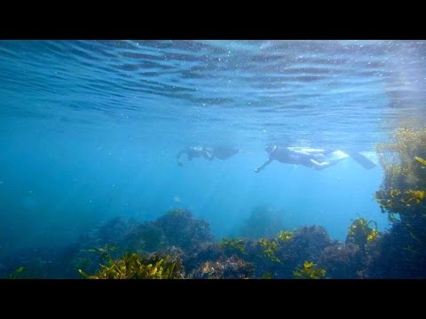 Freediving - Seaweeds forest! February 2016, Hayama, Kanagawa, Japan