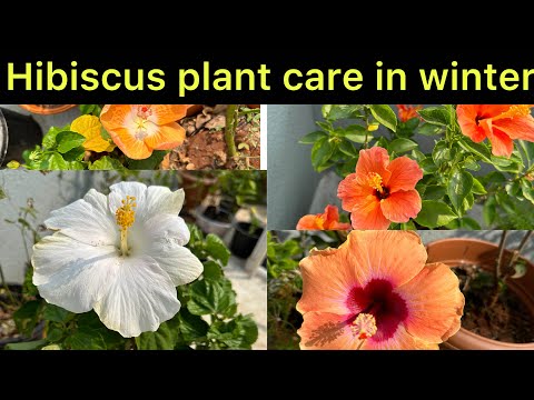 Hibiscus plant care tips in winter | गुड़हल के प्लांट्स की सर्दियों में कैसे केयर करे |