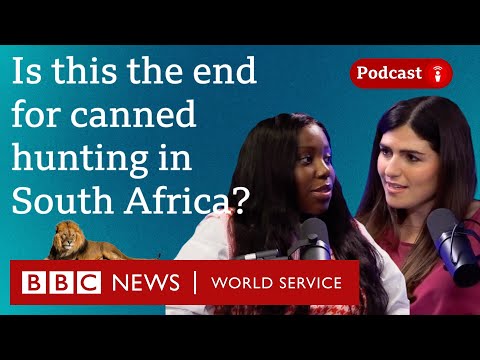 Why South Africa is banning captive bred lion hunting - What in the World podcast, BBC World Service