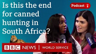 Why South Africa is banning captive bred lion hunting - What in the World podcast, BBC World Service