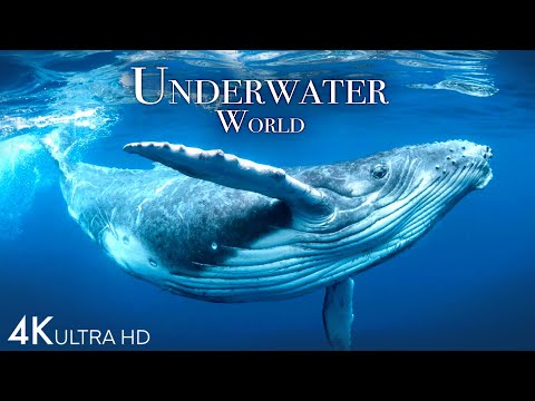 Underwater World 4K - Incredible Colorful Ocean Life | Marine Life | Scenic Relaxation Film