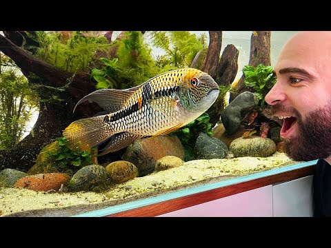 MD FISH TANKS **RE-VISIT** NEW STUDIO TOUR 2024