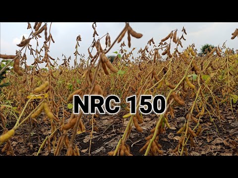 NRC 150 🌱 प्रदर्शन कटने की ईस्धिति।पियोर बीज सफाई करते हुए। 👌