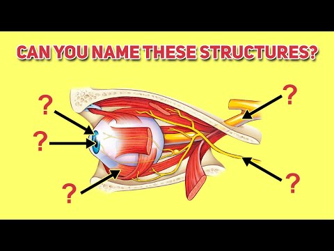 Anatomy of the Eye Quiz: Structure and Function