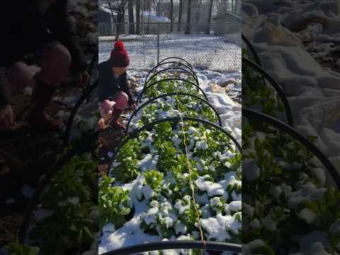 Harvest Bok Choy buds in the snow