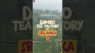 Amazing Tea Factory Tour in Nuwara Eliya SRI LANKA | DamroTea Plantations 🇱🇰