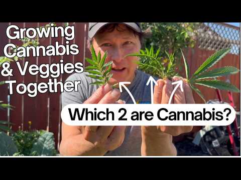 Grow Organic Cannabis & Vegetables Together? Here’s Why It Works!