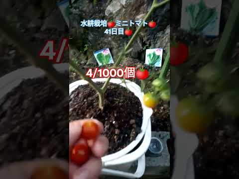 水耕栽培🍅ミニトマト🍅41日目🍅 #shortsfeed #家庭菜園 #種から育てる #ミニトマト栽培 #水耕栽培ミニトマト