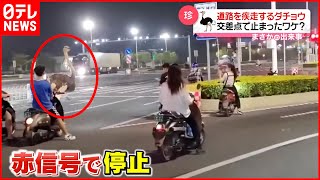 【まさか】道路を疾走するダチョウ. 交差点で止まったワケは？  中国