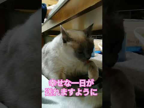 【リアルまねき猫】幸せを呼ぶテトちゃん　#cat #shorts #lucky #幸福 #幸運 #ラッキー　#金運