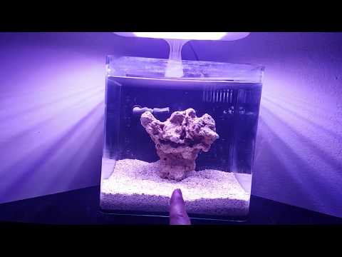 - Tony Nguyen 210 reef tank update (2-7-18)