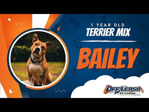 Terrier Mix, 1 Year Old, Bailey | Best Dog Trainers Northern VA | Off Leash K9