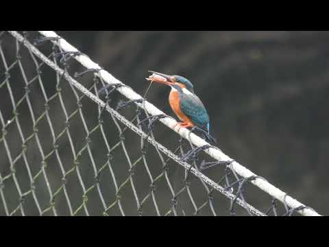 翠鳥（Alcedo；kingfishers）