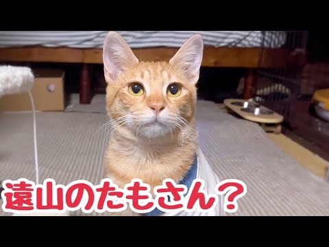 術後服から見事に片足だけ出した猫のかわいいが炸裂