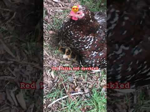 Momma hen and baby chicks resting | nap time 😴 #backyardchickens #backyardchicken #babychicks 🐥