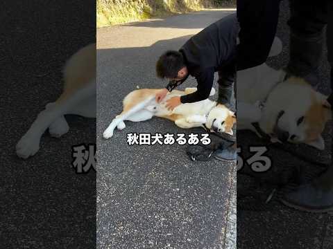 道路でゴロン💤秋田犬あるある‼️ #秋田犬　#犬　#おもしろ #犬のいる暮らし #かわいい犬