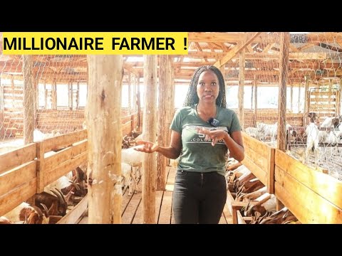 How To Feed GOATS In A Simple Goat Farm Business! | Better feeds, New kids (ROUTINE)