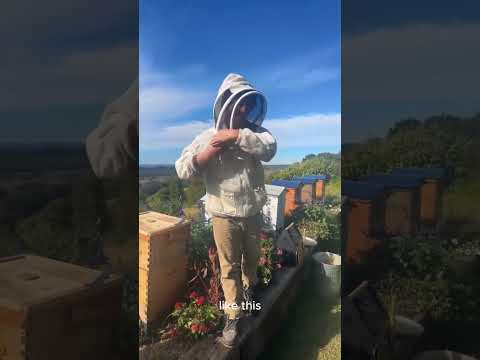 Where are Cedar's gloves? + our weekly Beekeeping Live  Q&A reminder ⭐️