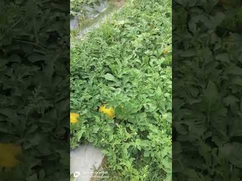 Yellow Watermelon Farming. #farming #yellowwatermelon #plants