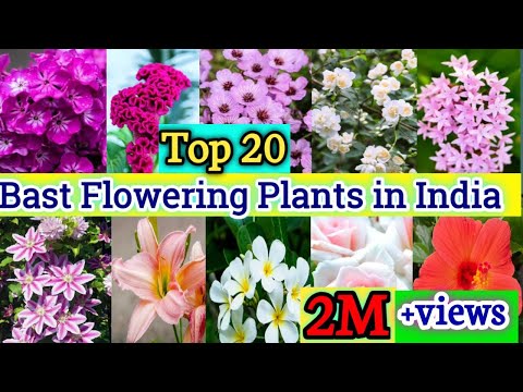 All Season Flower Plants in India | Best Flowering Plants for Home | Outdoor Flowering Plants India