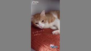 #おうちで過ごし隊 #猫のいる暮らし