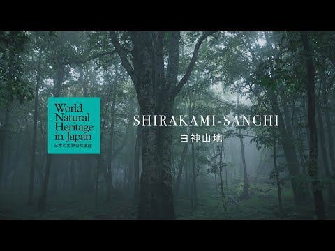 白神山地の1日をめぐる｜日本の世界自然遺産　Through a Day at Shirakami-Sanchi | World Natural Heritage in Japan