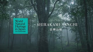 白神山地の1日をめぐる｜日本の世界自然遺産　Through a Day at Shirakami-Sanchi | World Natural Heritage in Japan