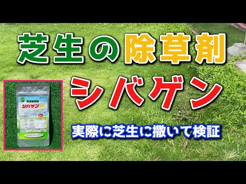 【千葉セカンドハウス】芝以外の雑草を失くすシバゲンを試してみた結果、、、