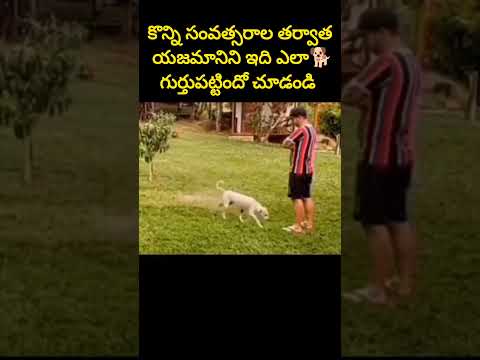 ఈ కుక్క🐕యజమాని ఎలా గుర్తుపట్టిందో చూడండి#shorts #dog #ytshots