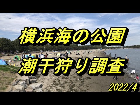 横浜海の公園_潮干狩り調査