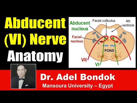 Abducent (VI) Nerve Clinical Anatomy, Dr Adel Bondok