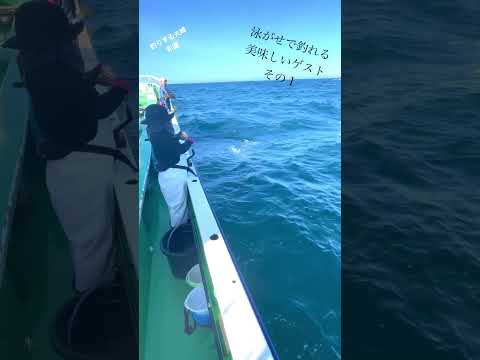 泳がせ釣りで釣れる美味しいゲストその1