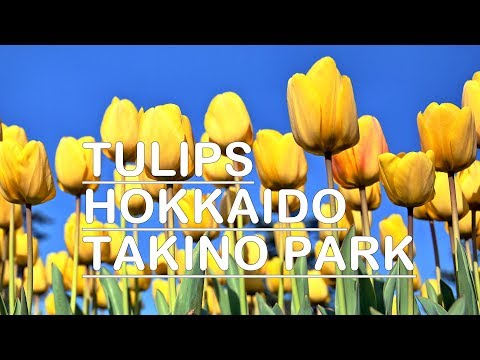 Takino Suzuran Park Hokkaido Tulips | Hokkaido | たきの すずらんほっかいど  | Smriti Rao Das