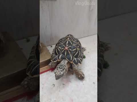 India Star Tortoise Eating Lady finger #shorts #viralshorts