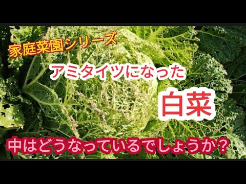 【アミタイツの様になった白菜】大きくなってから青虫や夜盗虫に喰われた。【家庭菜園シリーズ】