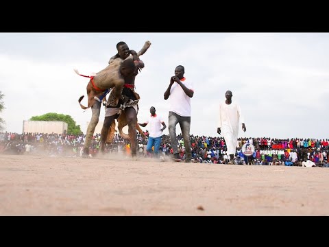 Highlights of  wrestling between Gwallei vs Gal        #Gualla(4) vs Gol(0)