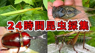 24時間本気で昆虫採集をやってみたら何種類の昆虫が見れるのか