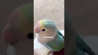 The parrot mother encountered difficulties #pets #pets #petsvlog #petsofinstagram