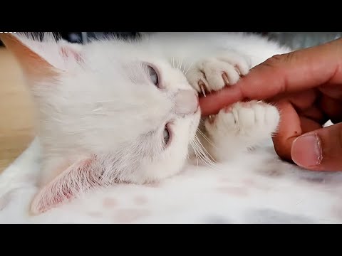 幫貓咪們按摩馬殺雞 Cats Enjoying Massage