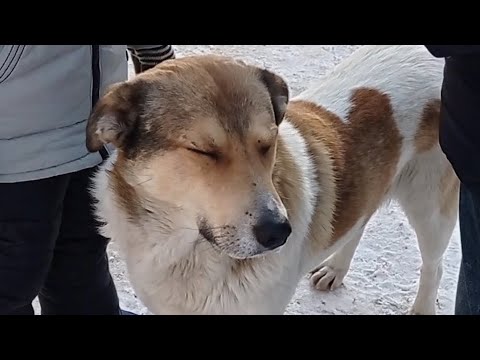 Встретили белку🐿 и собачку🐈на территории Соцзащиты.Всё👌-10°