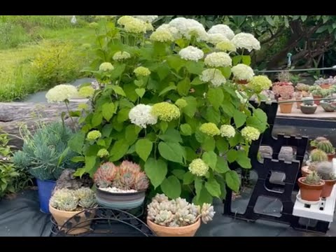 六月花园美景：从香草园的朝鲜蓟，到珍贵的丝兰花，还有各种绣球盛情出演！