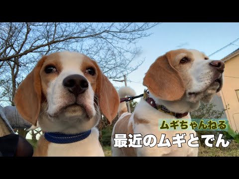 【ビーグル】ここ最近のムギとでん