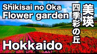 美瑛 花畑 四季彩の丘  ラベンダー  北海道 Flower garden hill of SHIKISAI 富良野観光 美瑛観光 ディスカバーニッポンHokkaido 花の名所  lavender