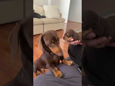 Dachshund Dad Meets His Puppy For First Time