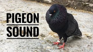 Pigeon Sound Effect || Male Pigeon Super Performance || Black Pigeon