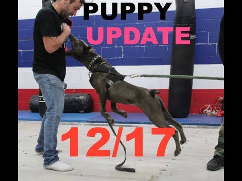 bulletproofs puppy update hybrids pitbulls pitbull obedience bite work attack